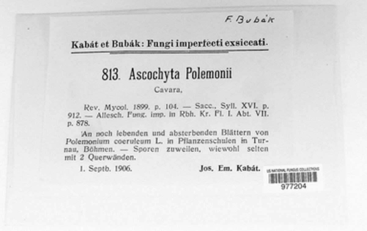 Ascochyta polemonii image